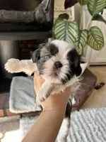 Oreo, a male Shih Tzu for sale in Modesto, CA – Photo 3 of 3