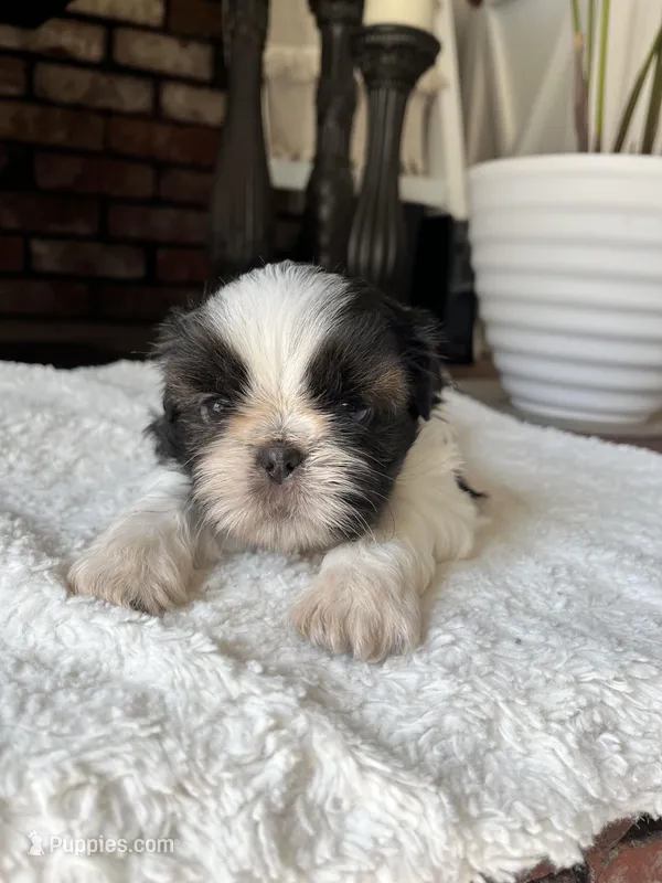 Oreo – Shih Tzu puppy for sale in Modesto, CA
