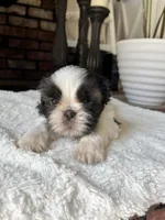 Oreo, a male Shih Tzu for sale in Modesto, CA – Photo 1 of 3
