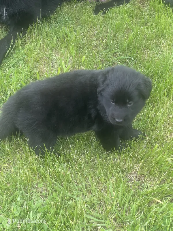 AKC Blue  – German Shepherd Dog puppy for sale in Berkeley, IL