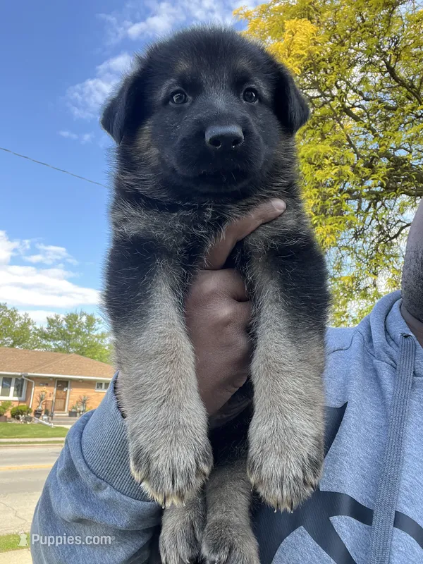 AKC Mr Green – German Shepherd Dog puppy for sale in Berkeley, IL