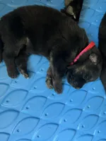 AKC Ms Pinky , a female German Shepherd Dog for sale in Berkeley, IL – Photo 8 of 10