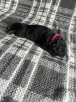 AKC Ms Pinky , a female German Shepherd Dog for sale in Berkeley, IL – Photo 3 of 4