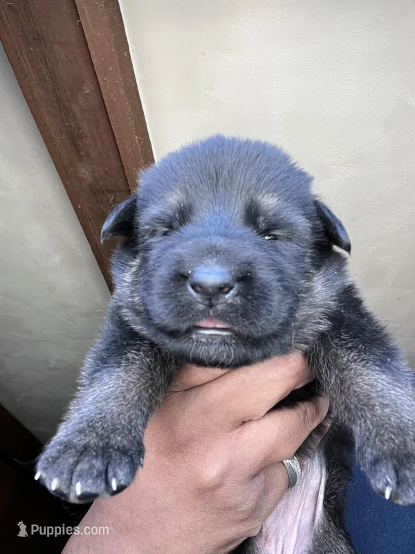 AKC Ms Pinky  – German Shepherd Dog puppy for sale in Berkeley, IL