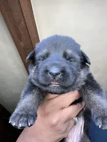 AKC Ms Pinky , a female German Shepherd Dog for sale in Berkeley, IL – Photo 1 of 10