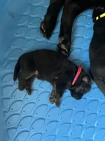 AKC Ms Pinky , a female German Shepherd Dog for sale in Berkeley, IL – Photo 7 of 10