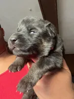 AKC Ms Pinky , a female German Shepherd Dog for sale in Berkeley, IL – Photo 5 of 10