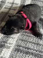 AKC Ms Pinky , a female German Shepherd Dog for sale in Berkeley, IL – Photo 4 of 4