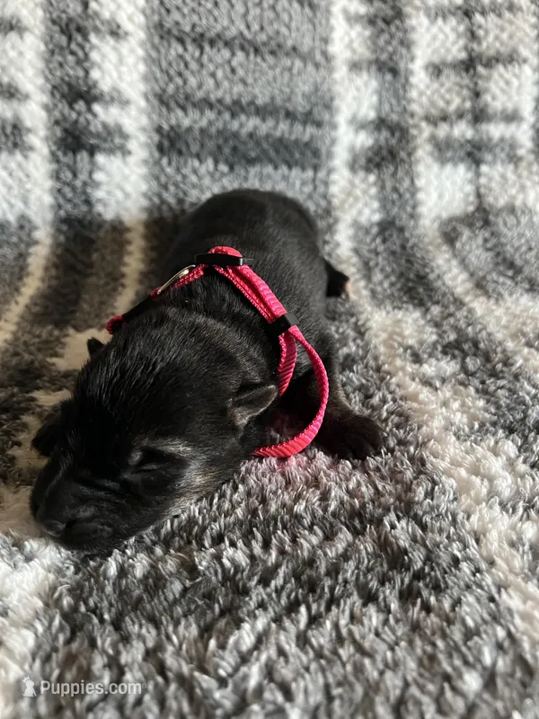 Ms Pinky  – German Shepherd Dog puppy for sale in Berkeley, IL