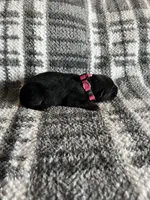 Ms Pinky , a female German Shepherd Dog for sale in Berkeley, IL – Photo 4 of 6