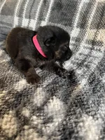 AKC Ms Pinky , a female German Shepherd Dog for sale in Berkeley, IL – Photo 6 of 10