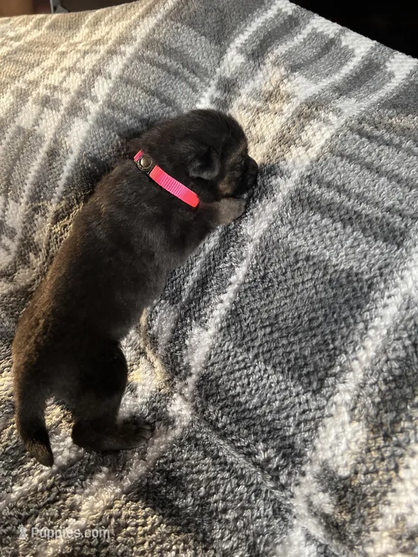 AKC Ms Pinky  – German Shepherd Dog puppy for sale in Berkeley, IL