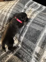 AKC Ms Pinky , a female German Shepherd Dog for sale in Berkeley, IL – Photo 4 of 10