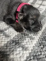 AKC Ms Pinky , a female German Shepherd Dog for sale in Berkeley, IL – Photo 2 of 4