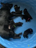 AKC Ms Pinky , a female German Shepherd Dog for sale in Berkeley, IL – Photo 10 of 10