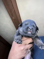 AKC Ms Pinky , a female German Shepherd Dog for sale in Berkeley, IL – Photo 3 of 10