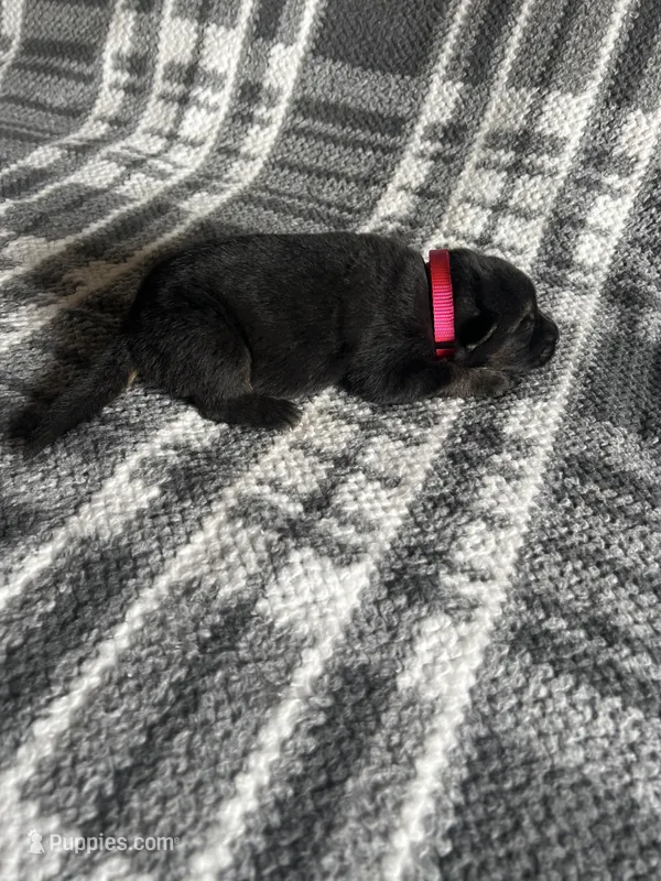 Ms Pinky  – German Shepherd Dog puppy for sale in Berkeley, IL