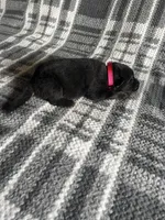 AKC Ms Pinky , a female German Shepherd Dog for sale in Berkeley, IL – Photo 1 of 4