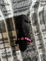 Ms Pinky , a female German Shepherd Dog for sale in Berkeley, IL – Photo 6 of 6