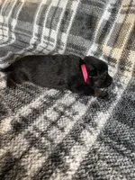 AKC Ms Pinky , a female German Shepherd Dog for sale in Berkeley, IL – Photo 9 of 10