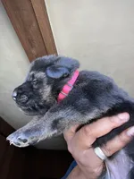 AKC Ms Pinky , a female German Shepherd Dog for sale in Berkeley, IL – Photo 2 of 10