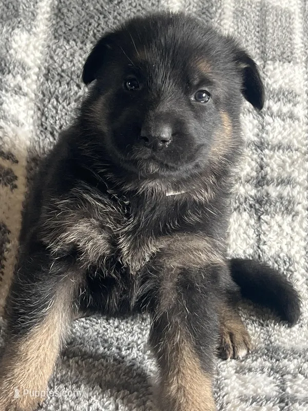 AKC Ms Pinky  – German Shepherd Dog puppy for sale in Berkeley, IL