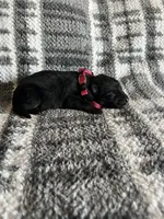 Ms Pinky , a female German Shepherd Dog for sale in Berkeley, IL – Photo 5 of 6