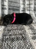 Ms Pinky , a female German Shepherd Dog for sale in Berkeley, IL – Photo 2 of 6