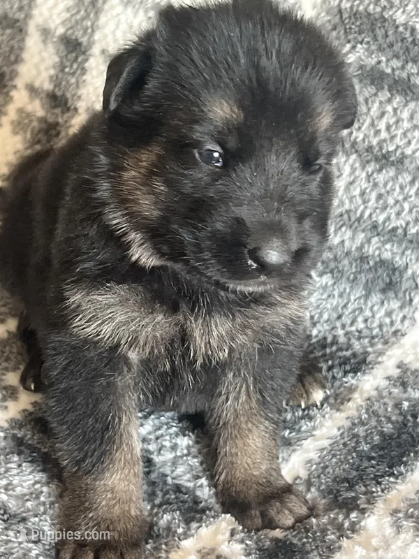 AKC Ms Pinky  – German Shepherd Dog puppy for sale in Berkeley, IL