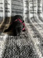 Ms Pinky , a female German Shepherd Dog for sale in Berkeley, IL – Photo 3 of 6