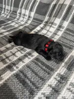 AKC Lady Red, a female German Shepherd Dog for sale in Berkeley, IL – Photo 3 of 5