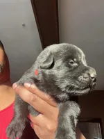 AKC Lady Red, a female German Shepherd Dog for sale in Berkeley, IL – Photo 2 of 9