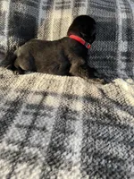 AKC Lady Red, a female German Shepherd Dog for sale in Berkeley, IL – Photo 7 of 9