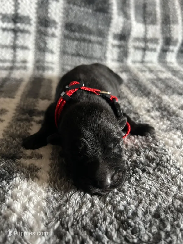 Lady Red – German Shepherd Dog puppy for sale in Berkeley, IL