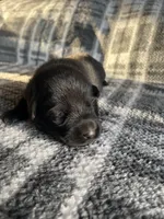 AKC Lady Red, a female German Shepherd Dog for sale in Berkeley, IL – Photo 8 of 9