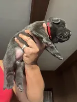 AKC Lady Red, a female German Shepherd Dog for sale in Berkeley, IL – Photo 4 of 9