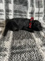 Lady Red, a female German Shepherd Dog for sale in Berkeley, IL – Photo 2 of 5