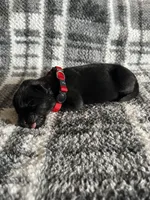 Lady Red, a female German Shepherd Dog for sale in Berkeley, IL – Photo 4 of 5