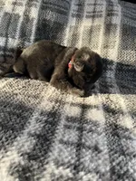 AKC Lady Red, a female German Shepherd Dog for sale in Berkeley, IL – Photo 6 of 9