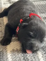 AKC Lady Red, a female German Shepherd Dog for sale in Berkeley, IL – Photo 5 of 5