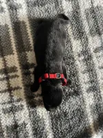 Lady Red, a female German Shepherd Dog for sale in Berkeley, IL – Photo 5 of 5