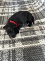 AKC Lady Red, a female German Shepherd Dog for sale in Berkeley, IL – Photo 2 of 5