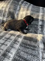 AKC Lady Red, a female German Shepherd Dog for sale in Berkeley, IL – Photo 9 of 9