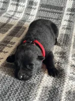 AKC Lady Red, a female German Shepherd Dog for sale in Berkeley, IL – Photo 4 of 5