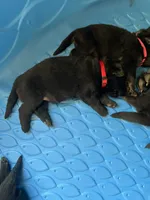 AKC Lady Red, a female German Shepherd Dog for sale in Berkeley, IL – Photo 5 of 9