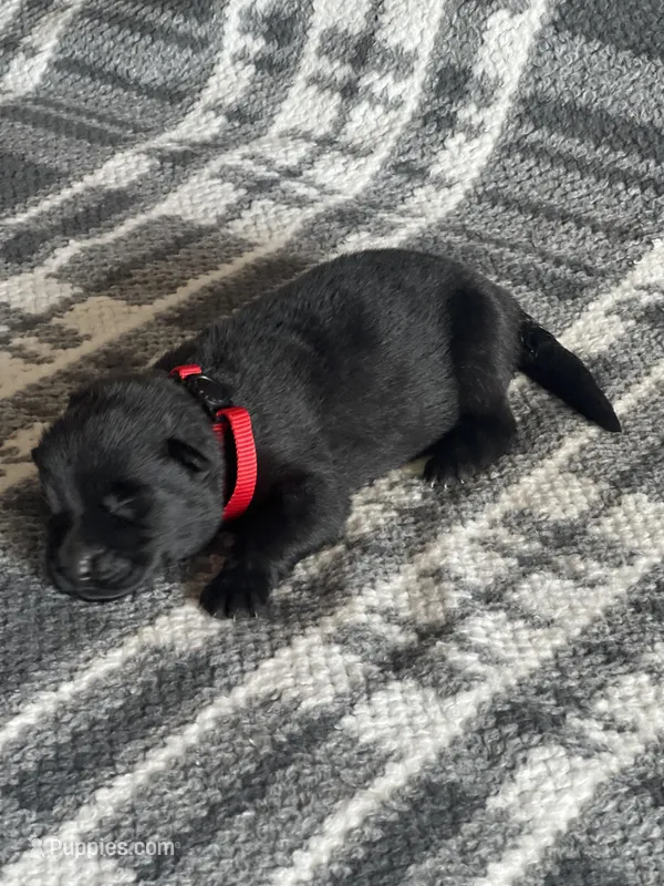 AKC Lady Red – German Shepherd Dog puppy for sale in Berkeley, IL