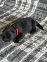 AKC Lady Red, a female German Shepherd Dog for sale in Berkeley, IL – Photo 1 of 5