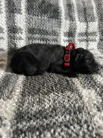 Lady Red, a female German Shepherd Dog for sale in Berkeley, IL – Photo 3 of 5