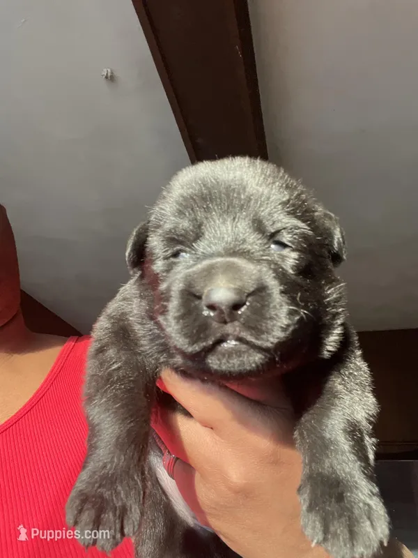 AKC Lady Red – German Shepherd Dog puppy for sale in Berkeley, IL