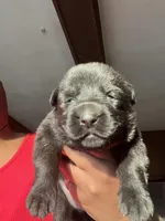 AKC Lady Red, a female German Shepherd Dog for sale in Berkeley, IL – Photo 1 of 9